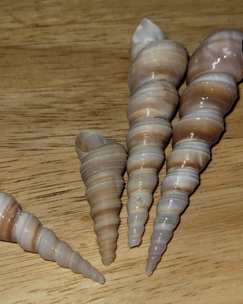 4 Spire Shape Natural Seashells