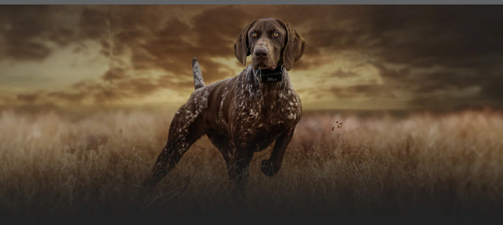 DT Systems Red powerloads 100 Power Loads High Power