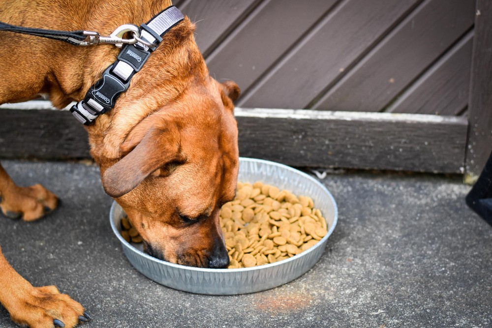 (2 pack) Bergan Galvanized Dog Pan