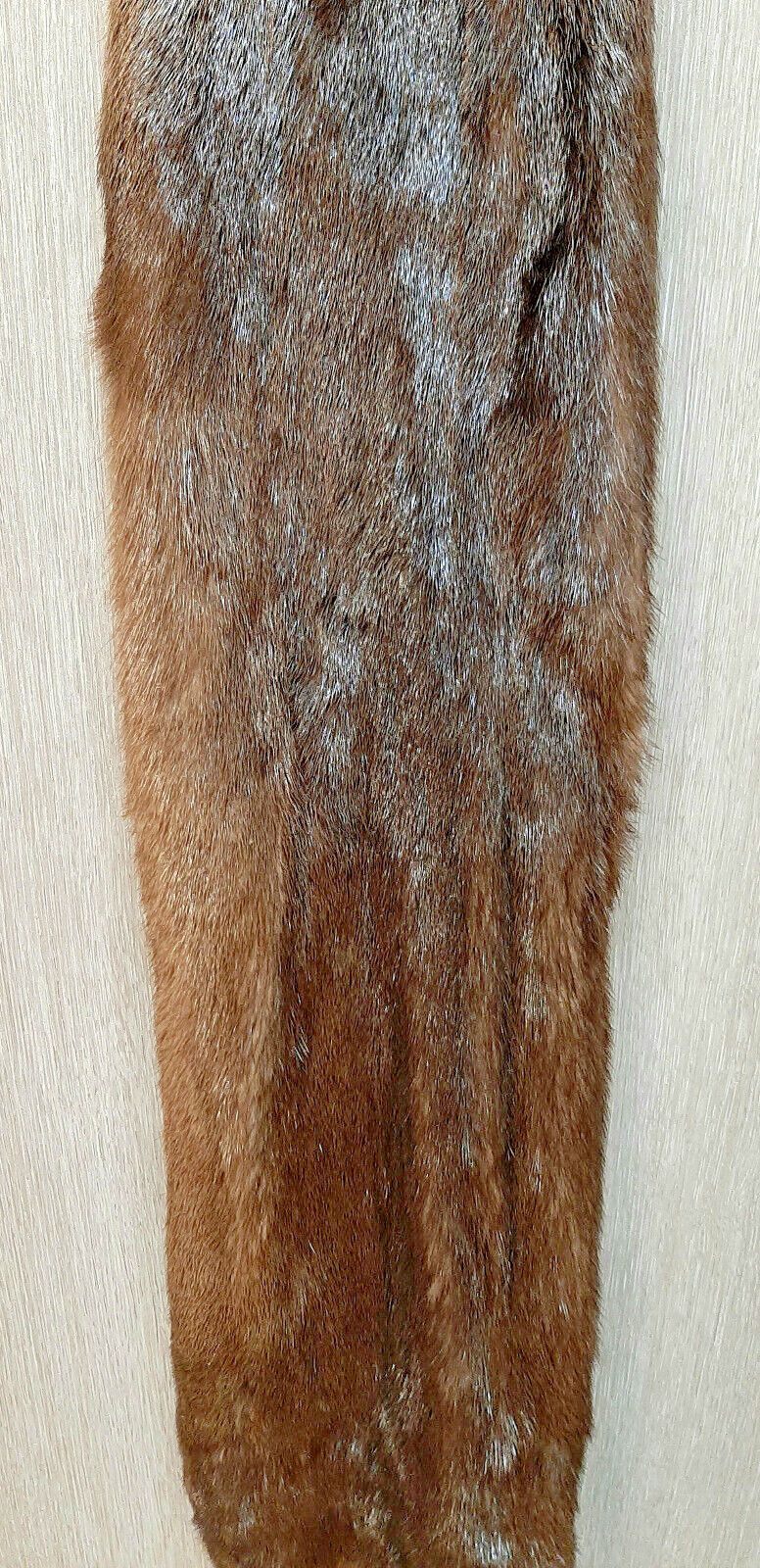 River Otter, Lontra canadensis-Premium Grade