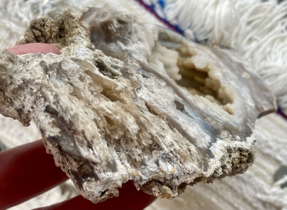 Agatized Coral Geode from Withlacoochee River FL Crystals Botryoidal Bird Shape