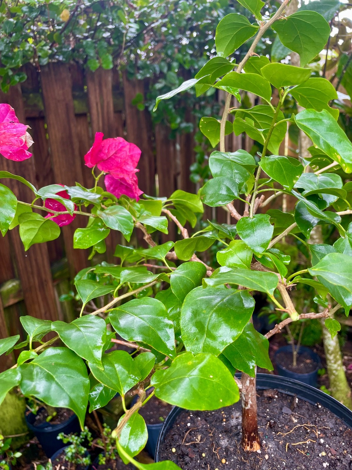 Bonsai Style Pre-bonsai Fuchsia Bougainvillea Tree 6 years
