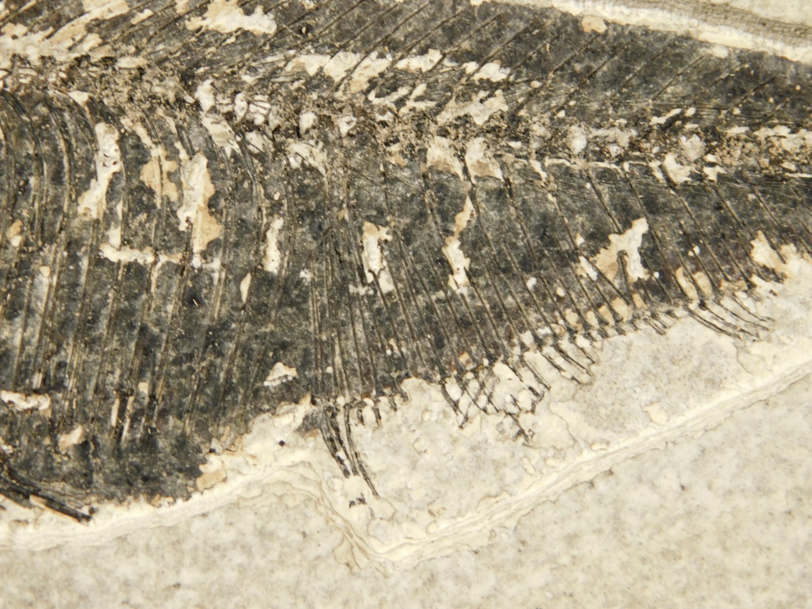 Larger! FIFTY Million Year Old! Diplomystus Dentatus FISH Fossil Wyoming 343gr