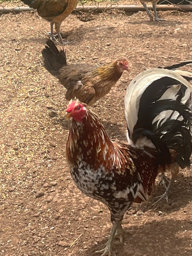 "(9+) LC Pure Spangled Mc American Chicken Hatching Eggs"