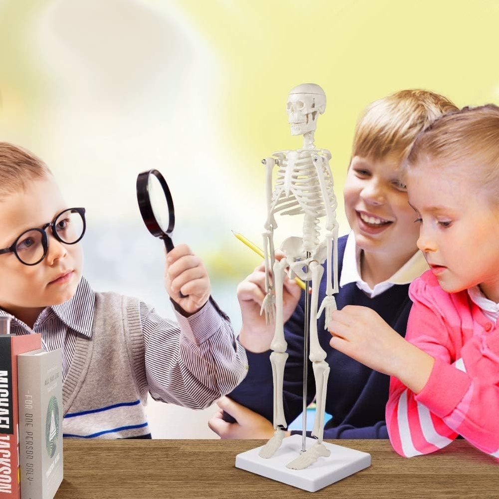 Realistic 17" Human Skeleton Model - Desktop Anatomy, Scientific Study Aid