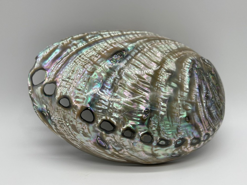 Abalone Shell Polished Both Sides 6-7", Seashell Incense Burner, Iridescent