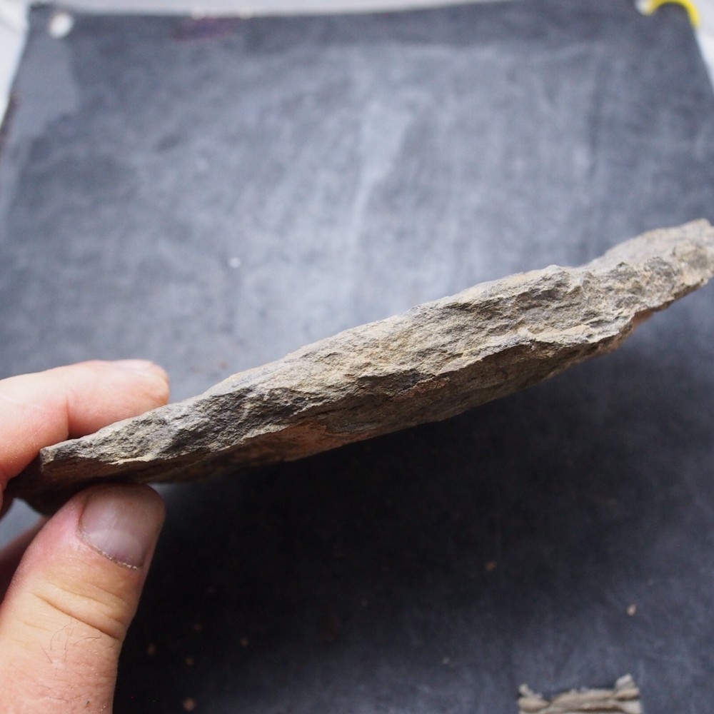 Edrioasteroid Protaster sp. Echinoderms Ordovician Fossil Fossilien