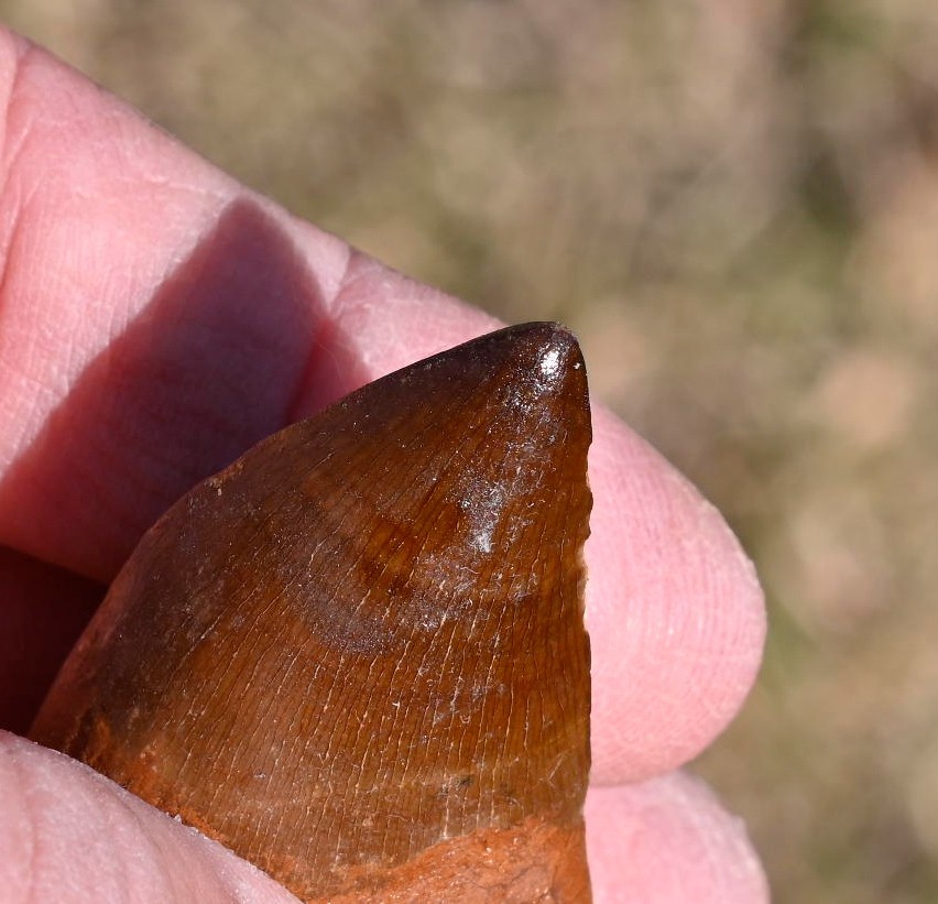 TWO LARGE Mosasaur teeth, from Morocco