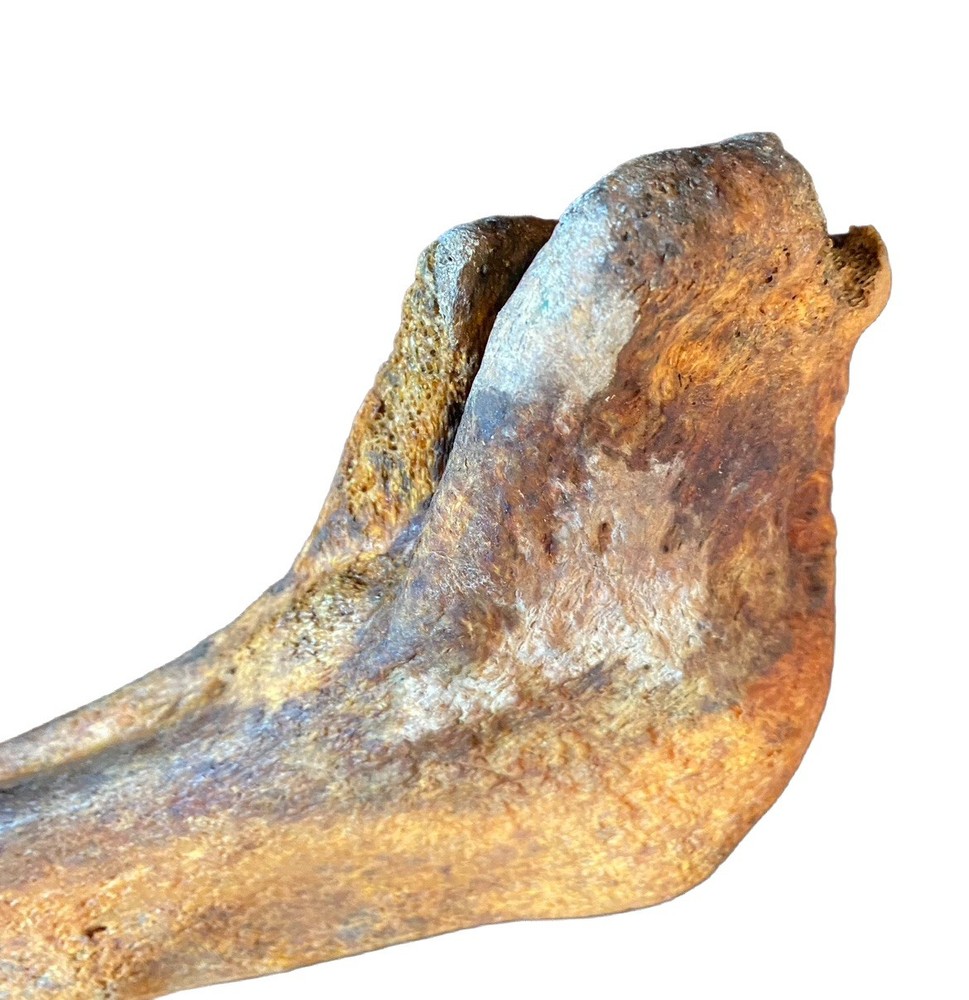 Large, Heavy Fossilized Whale Bone