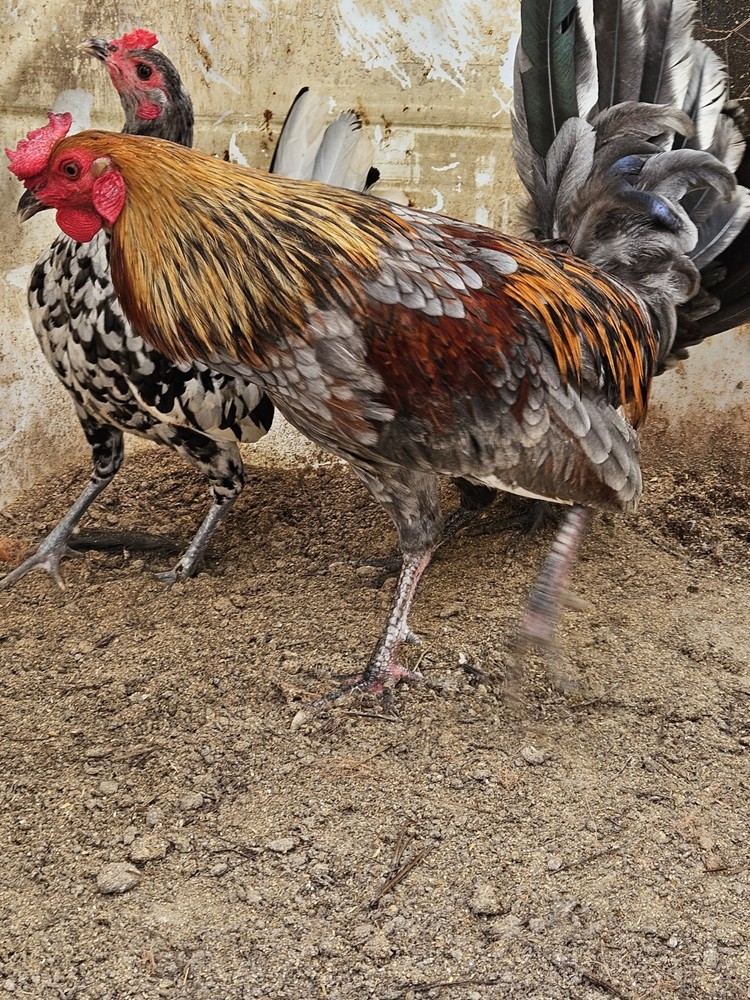 12 + Blue HENNIE / HENNY Chicken Hatching Eggs