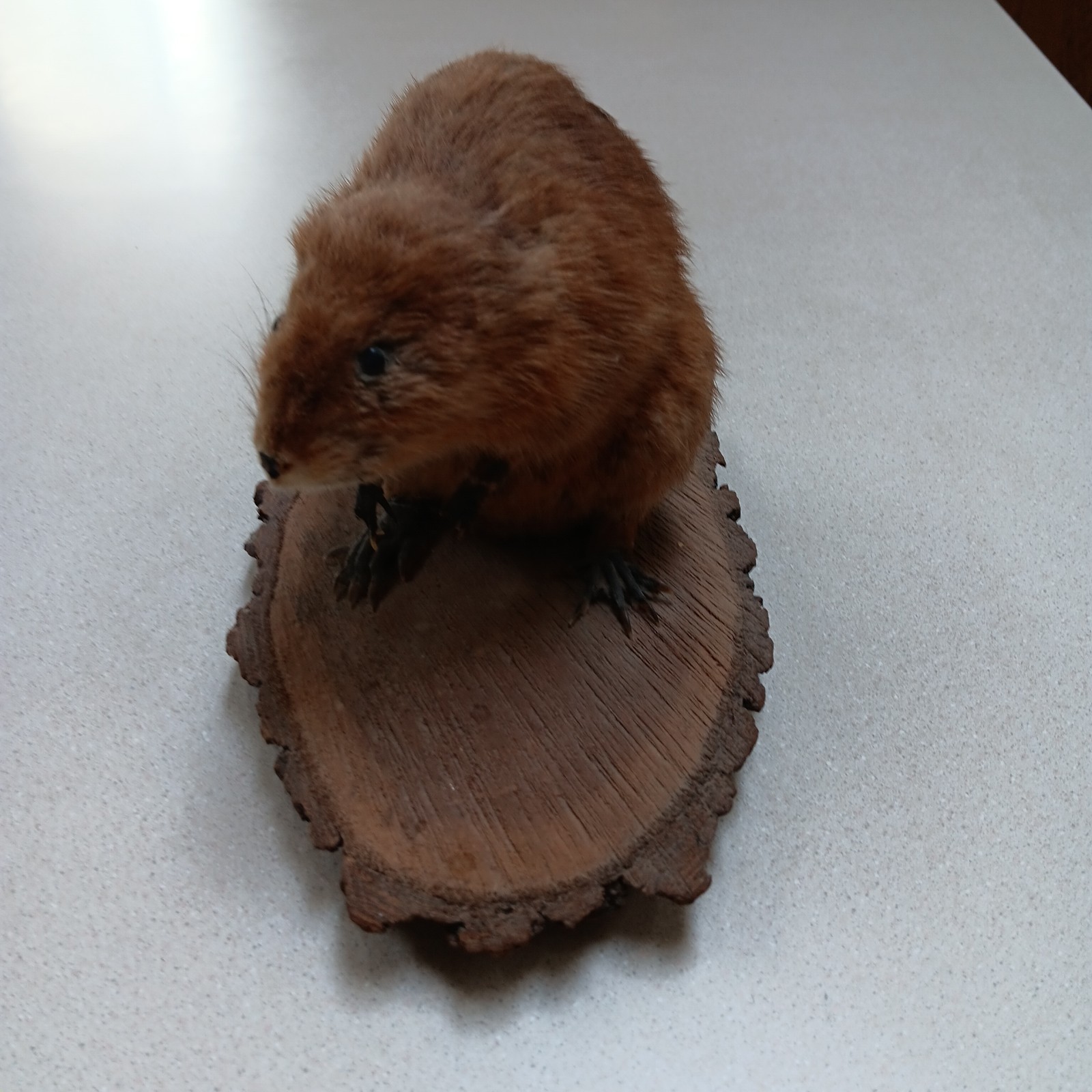 Vintage American Muskrat Mount Taxidermy Log Cabin Hunting Lodge Decor
