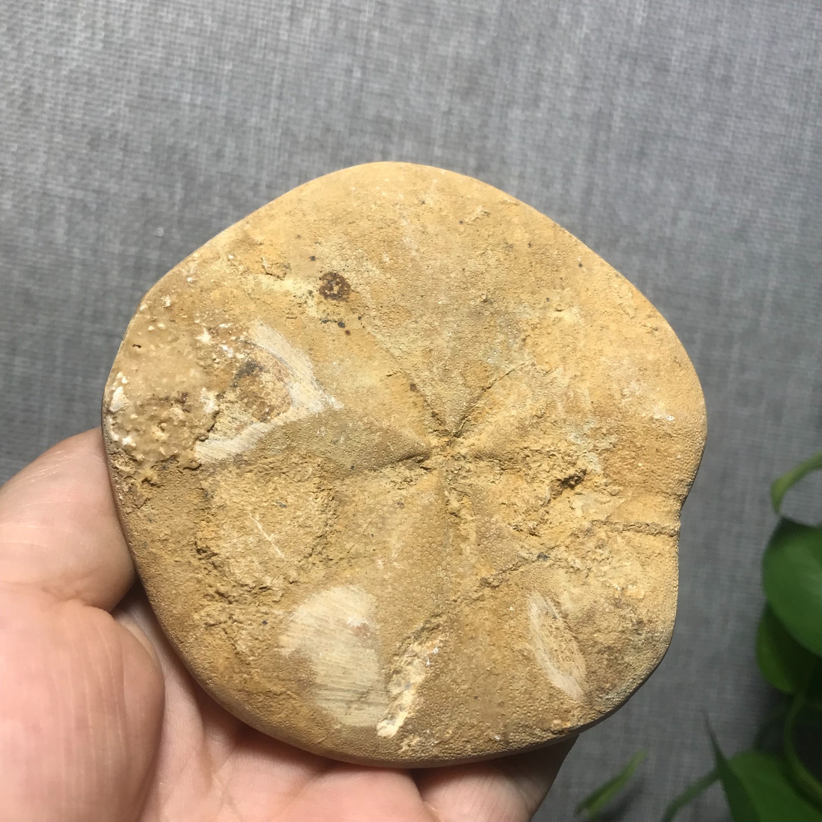 207g Starfish Crystal Specimen 16