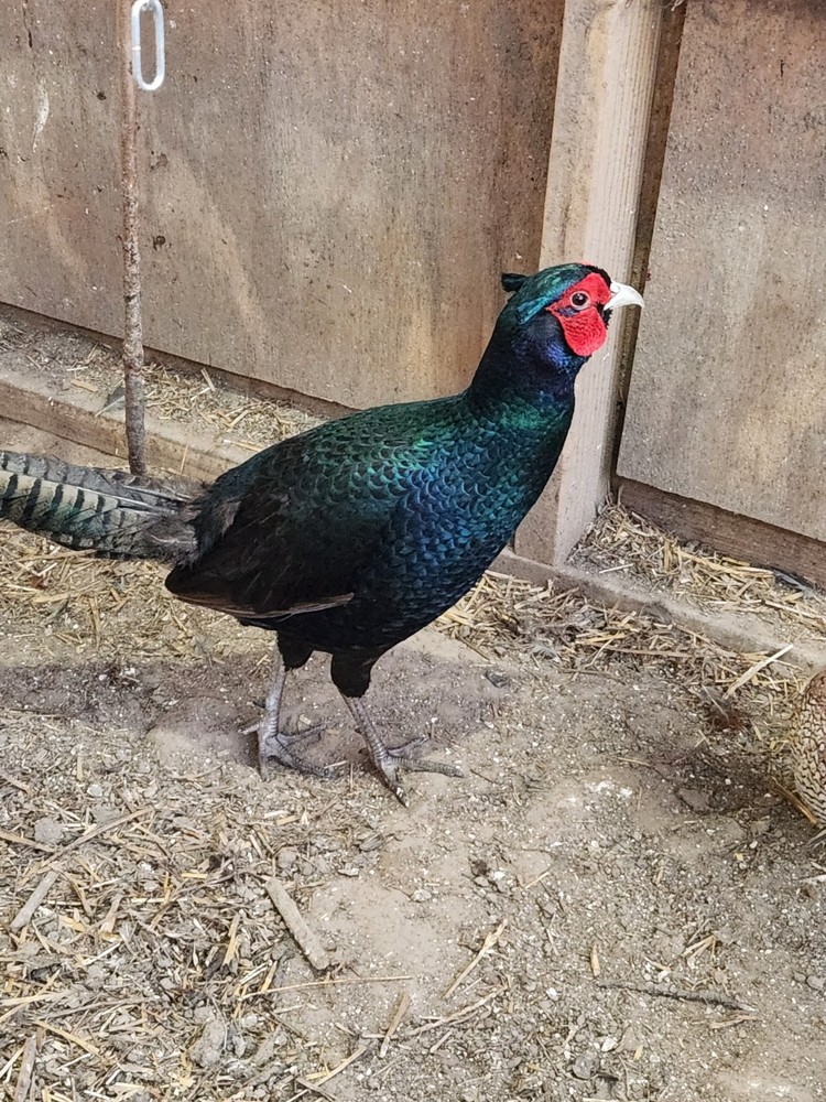 12 Plus 2 Melanstic Ringneck Pheasant hatching eggs