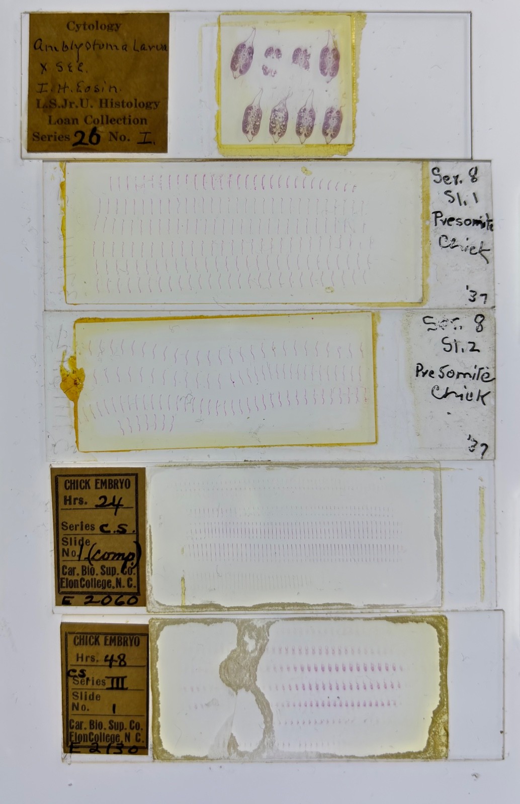 Embryology Microscope Slide Set 25 – aquatic, amphibian, chick, and mammal