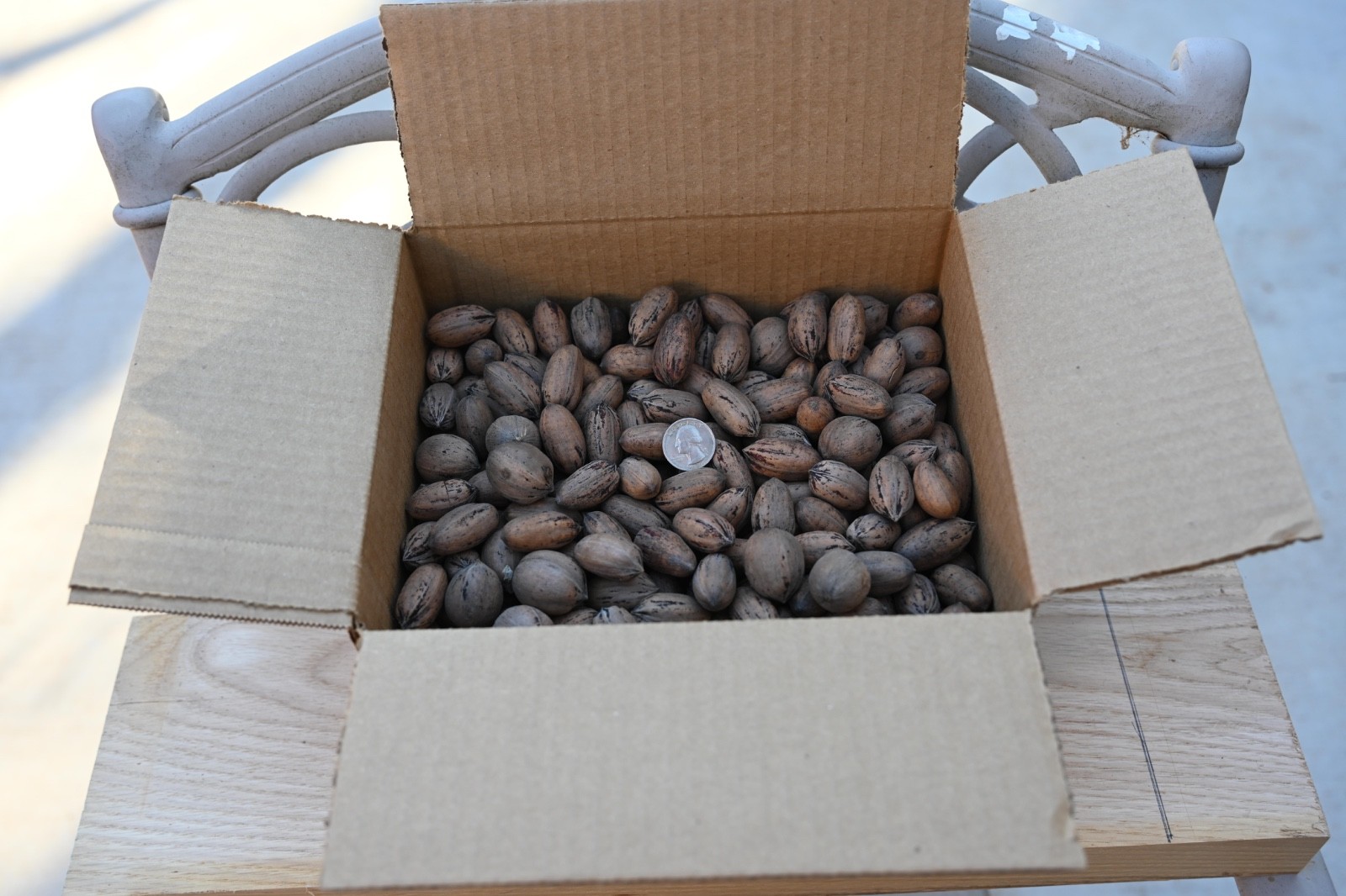 8 Lbs Texas Pecans In-Shell, Mixed Variety, (2025 Crop), No Pesticides/Chemicals