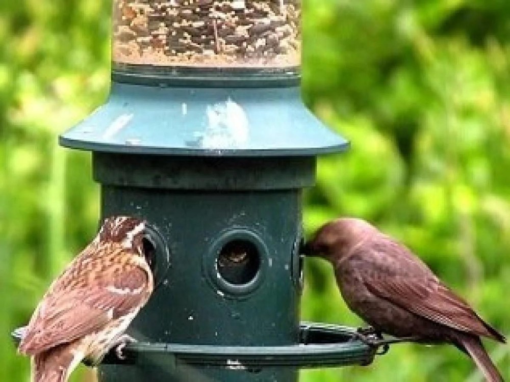 Brome Squirrel Buster Plus Squirrel Proof Bird Feeder w/ Cardinal Ring 1024