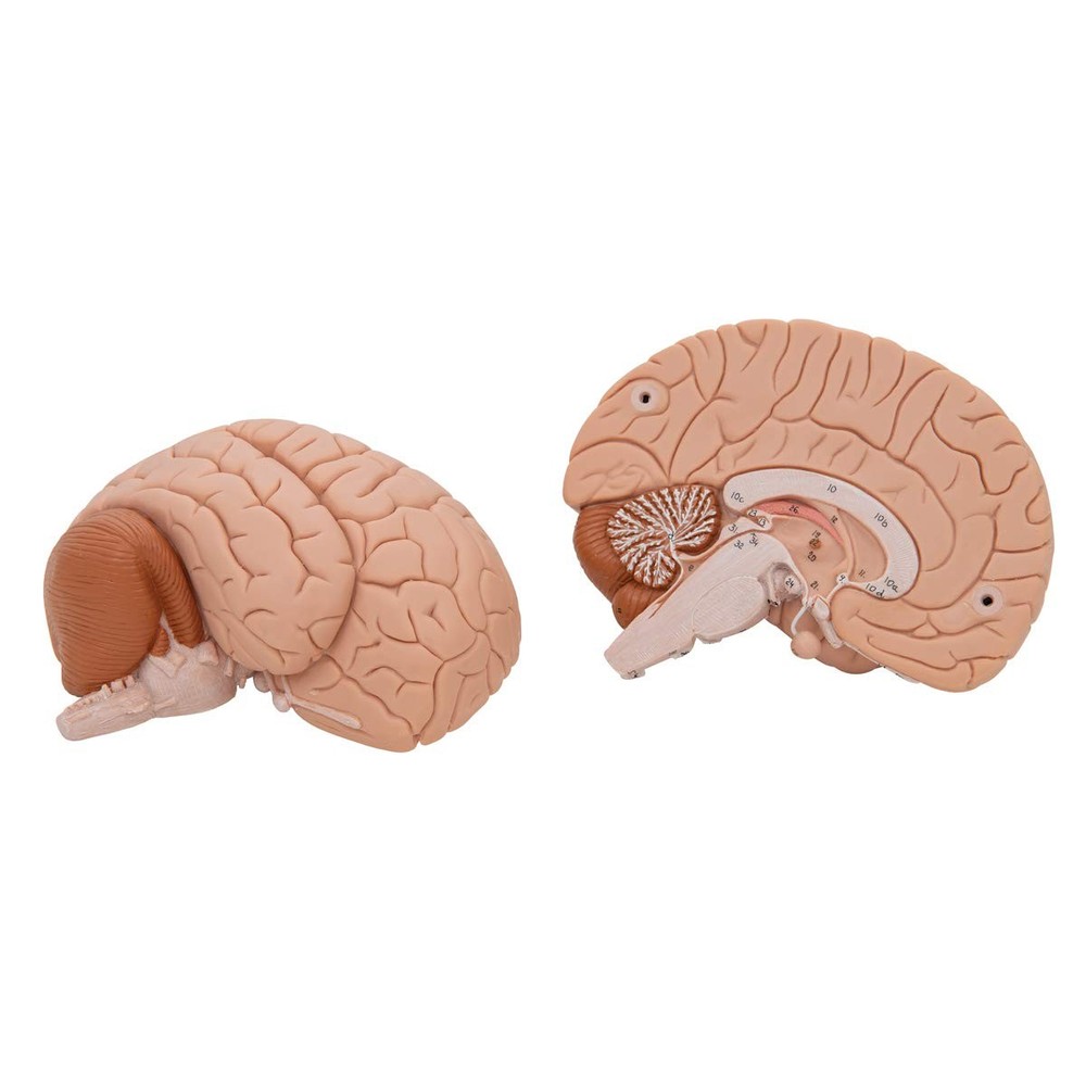 C15 Introductory Brain 2-part - 3B Smart Anatomy
