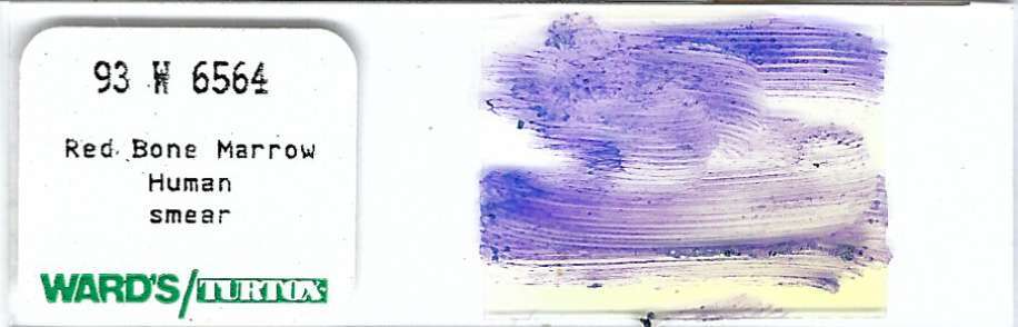 Human Red Bone Marrow Smear Microscope Slide