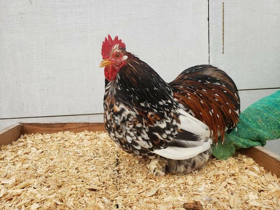 2 Dozen bantam cochin hatching eggs