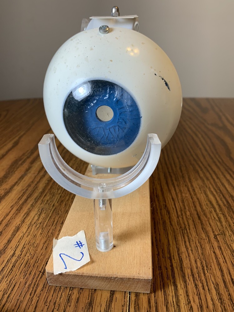 Leno Lab Sweden Functioning Eye Model Optometrist School Educational Tool #2