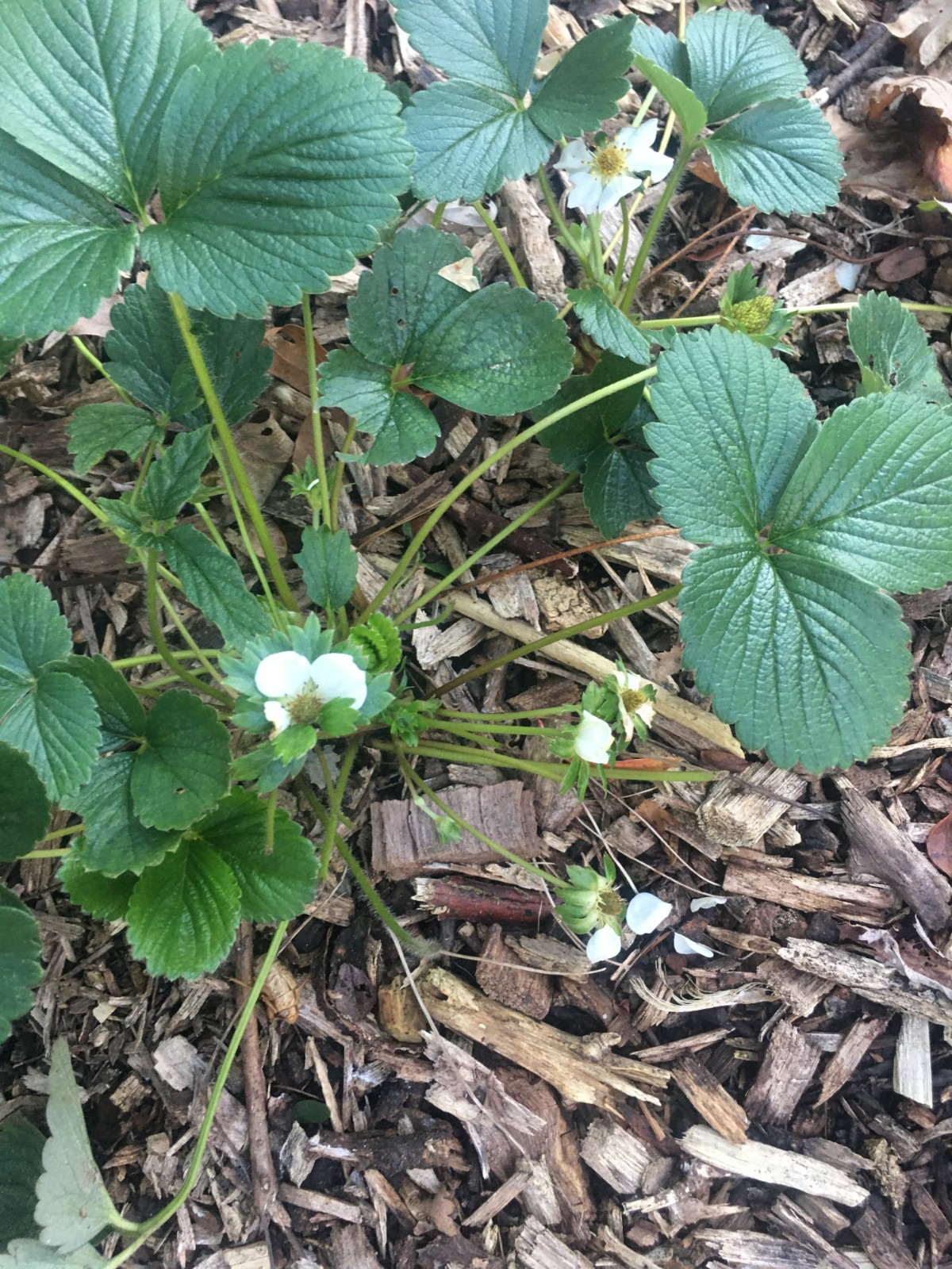 Albion Strawberry Plants dormant, bareroot strawberry plants