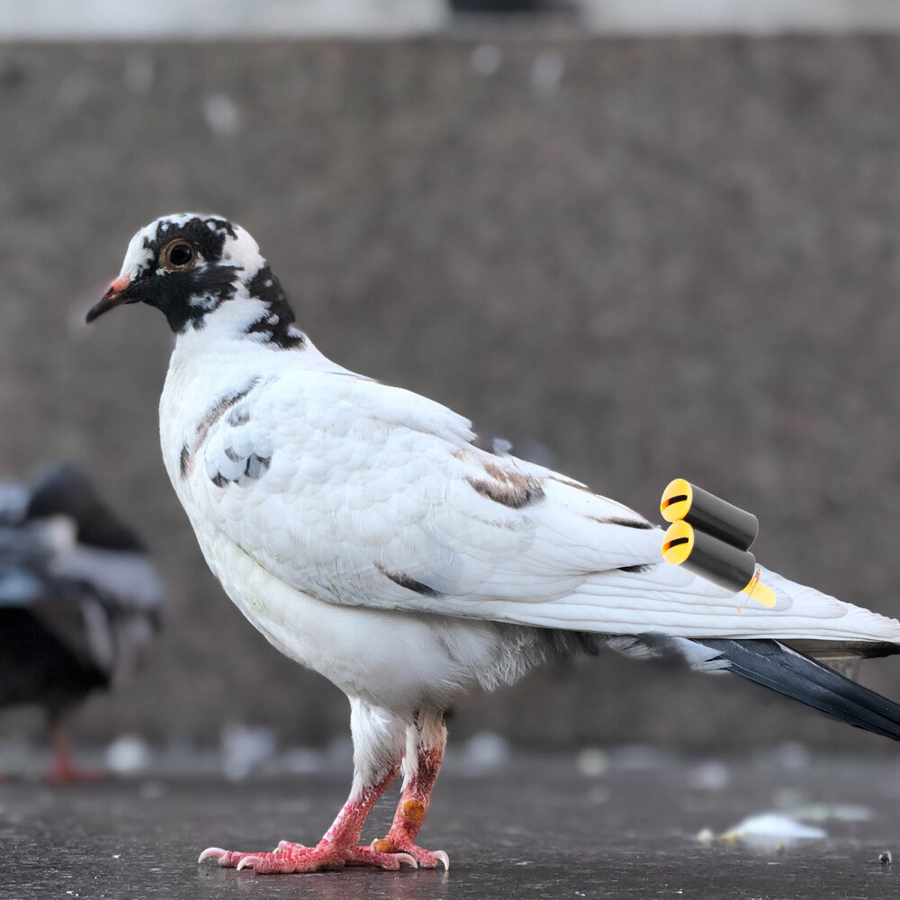 2 Pcs Pigeon Training Accessory Referee Whistle Pet Bird Flute