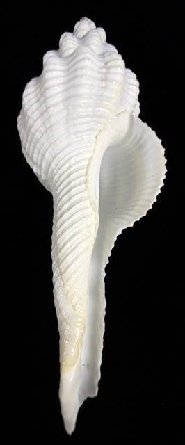 White Spindle Shell Large 131.9mm Fusinus Colus Ocean shell decor