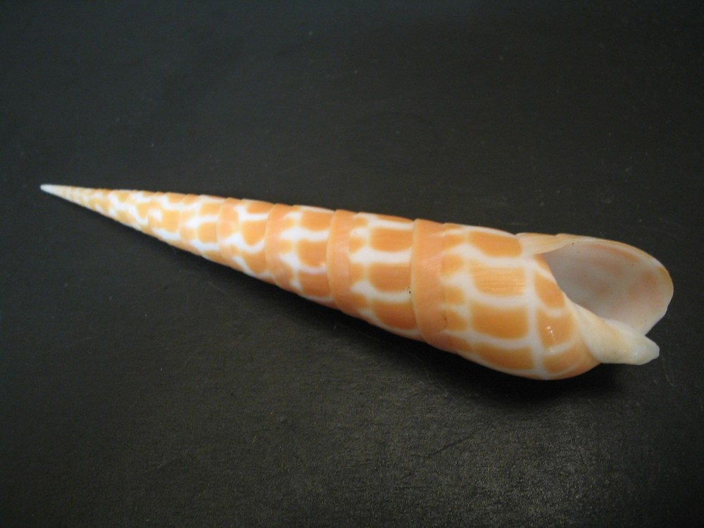 Super Pattern...TEREBRA DIMIDIATA~90.6mm~Philippines SEASHELL