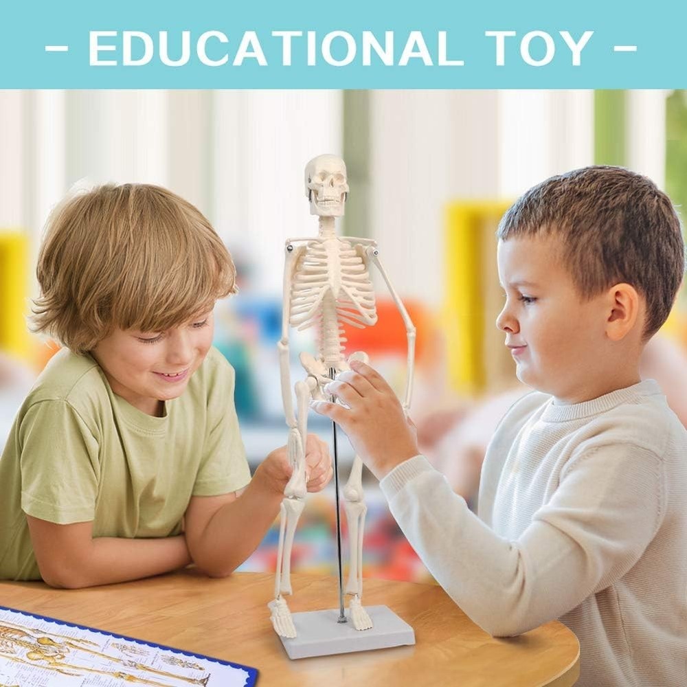Educational 17.7” Anatomical Skeleton Model - Disassemblable for Hands-On Study