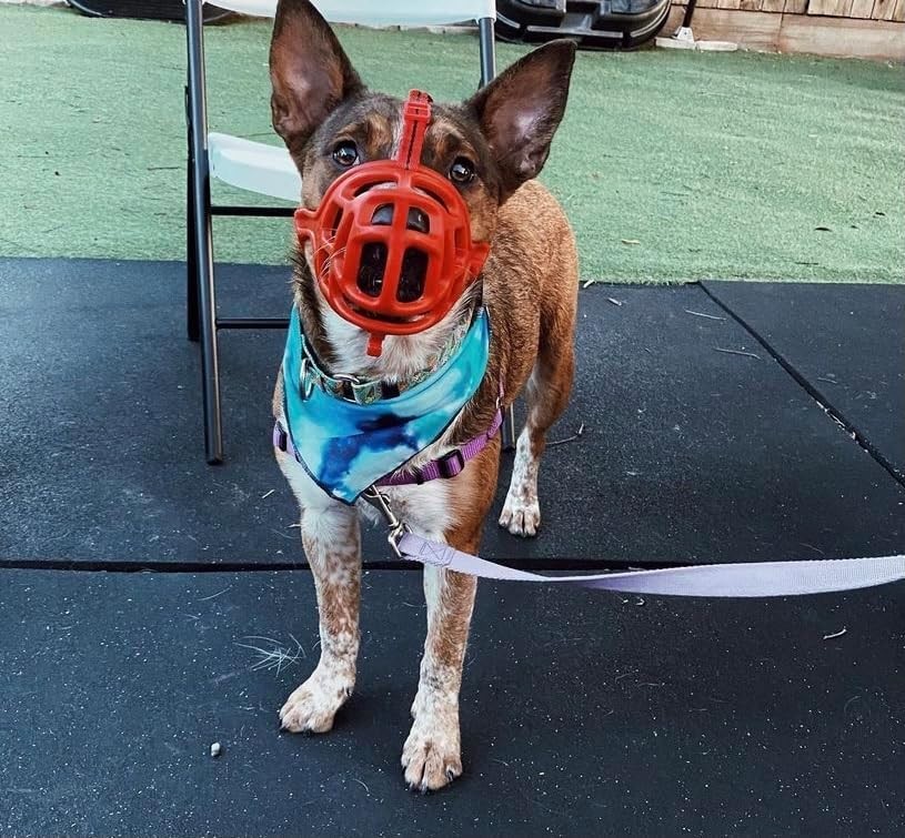 Dog Muzzle, Breathable Basket Muzzles for Small, Medium, Large and X-Large Ag...