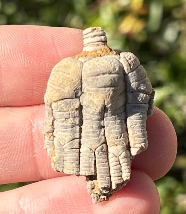Alabama Fossil Crinoid Alcimocrinus ornatus Bangor Limestone Formation NICE