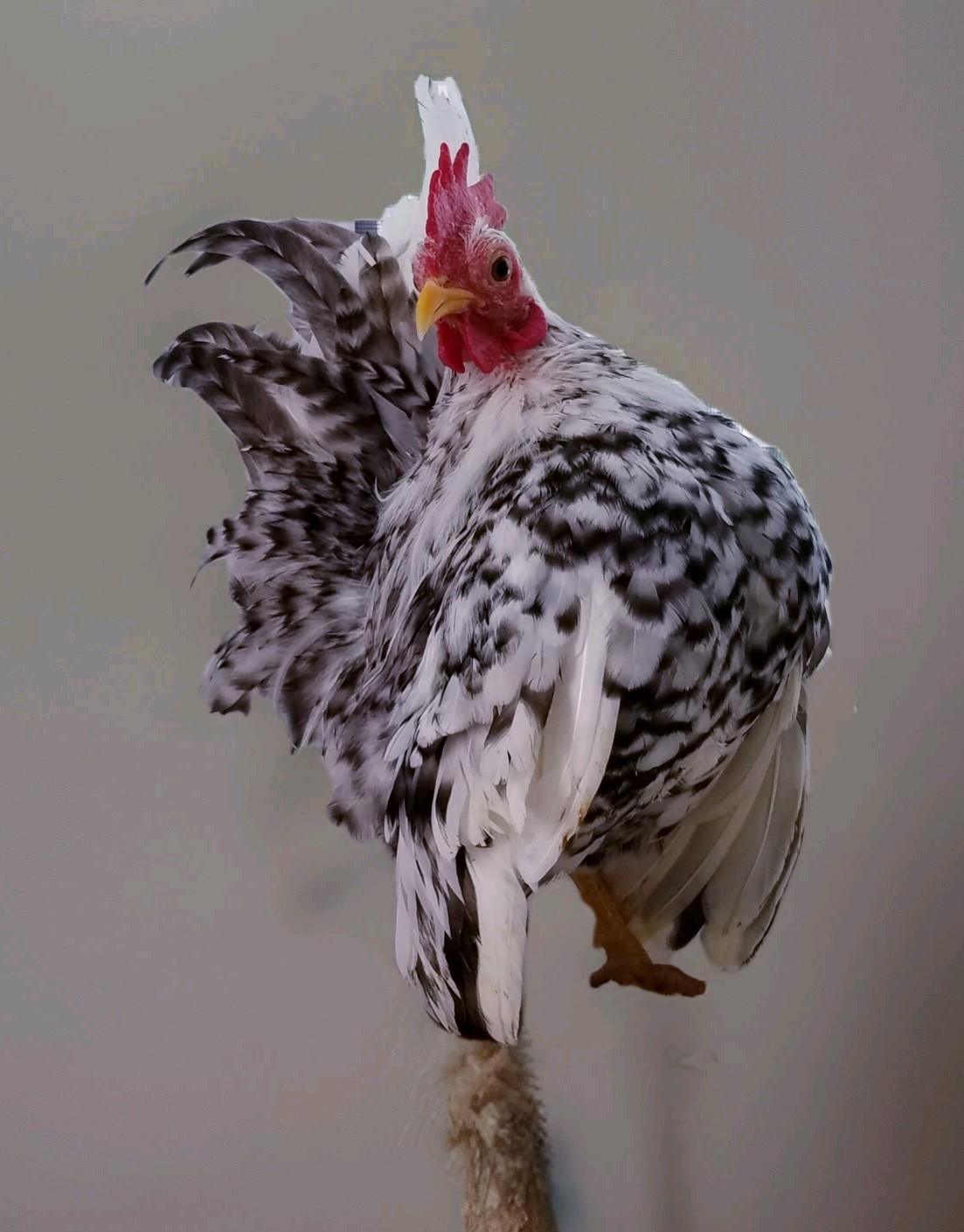 12+Ex NPIP AI CLEAN Pure Serama Micro To B Hatching Eggs MALAYSIAN & TRADITIONAL