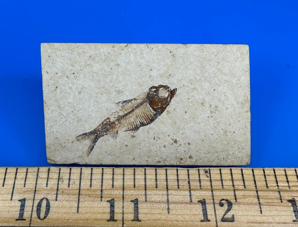 Small Fossil Fish