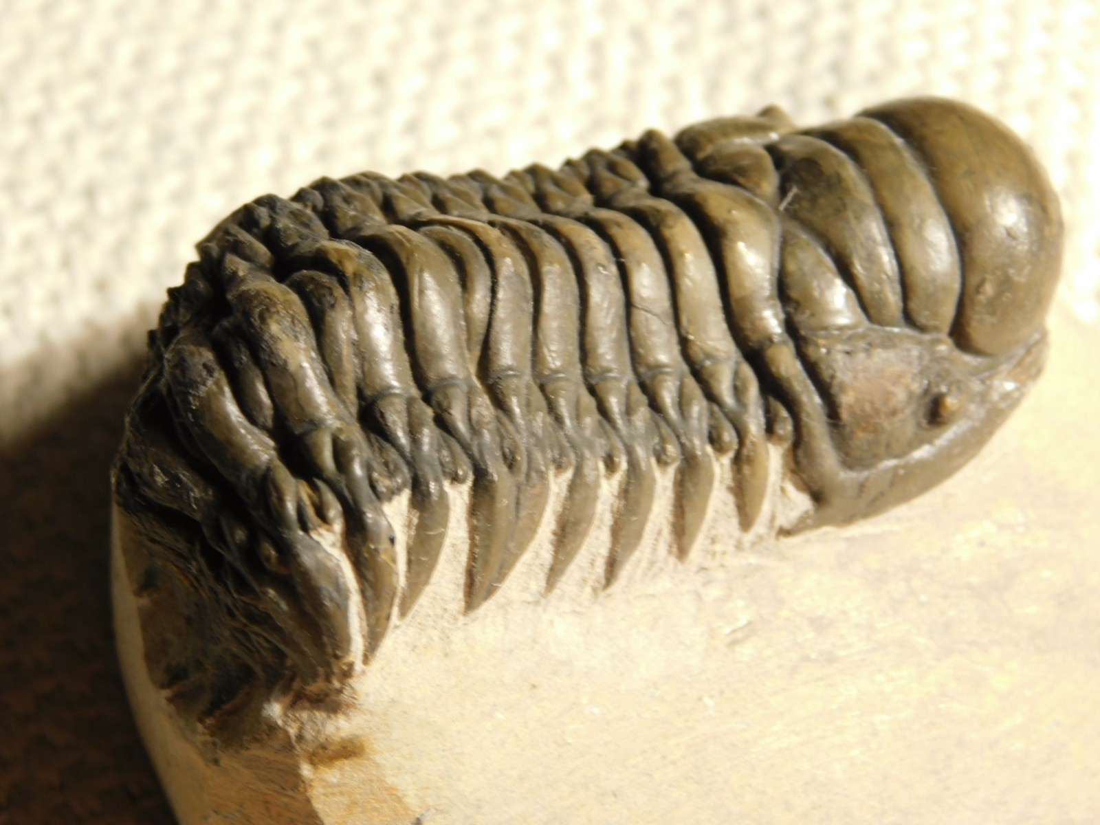 Larger! Crotalocephalina TRILOBITE Fossil 100% Natural Morocco 225gr