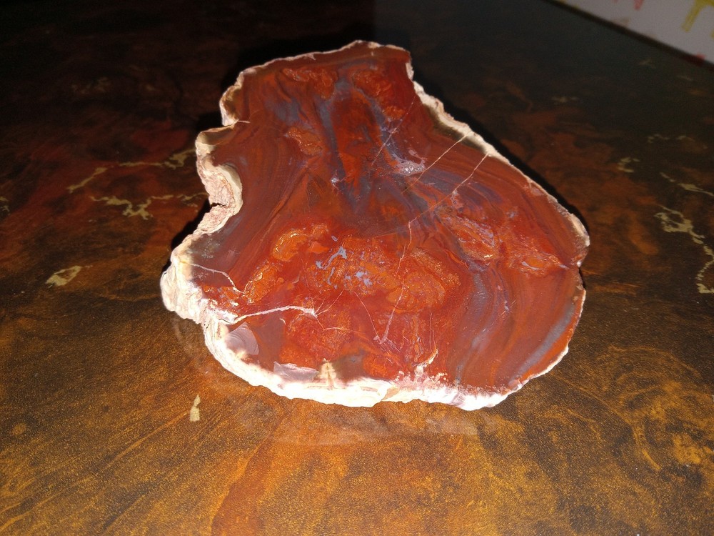 Petrified Wood from Madagascar