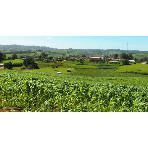 Fresh Roast SR-540 Automatic Coffee Bean Roaster