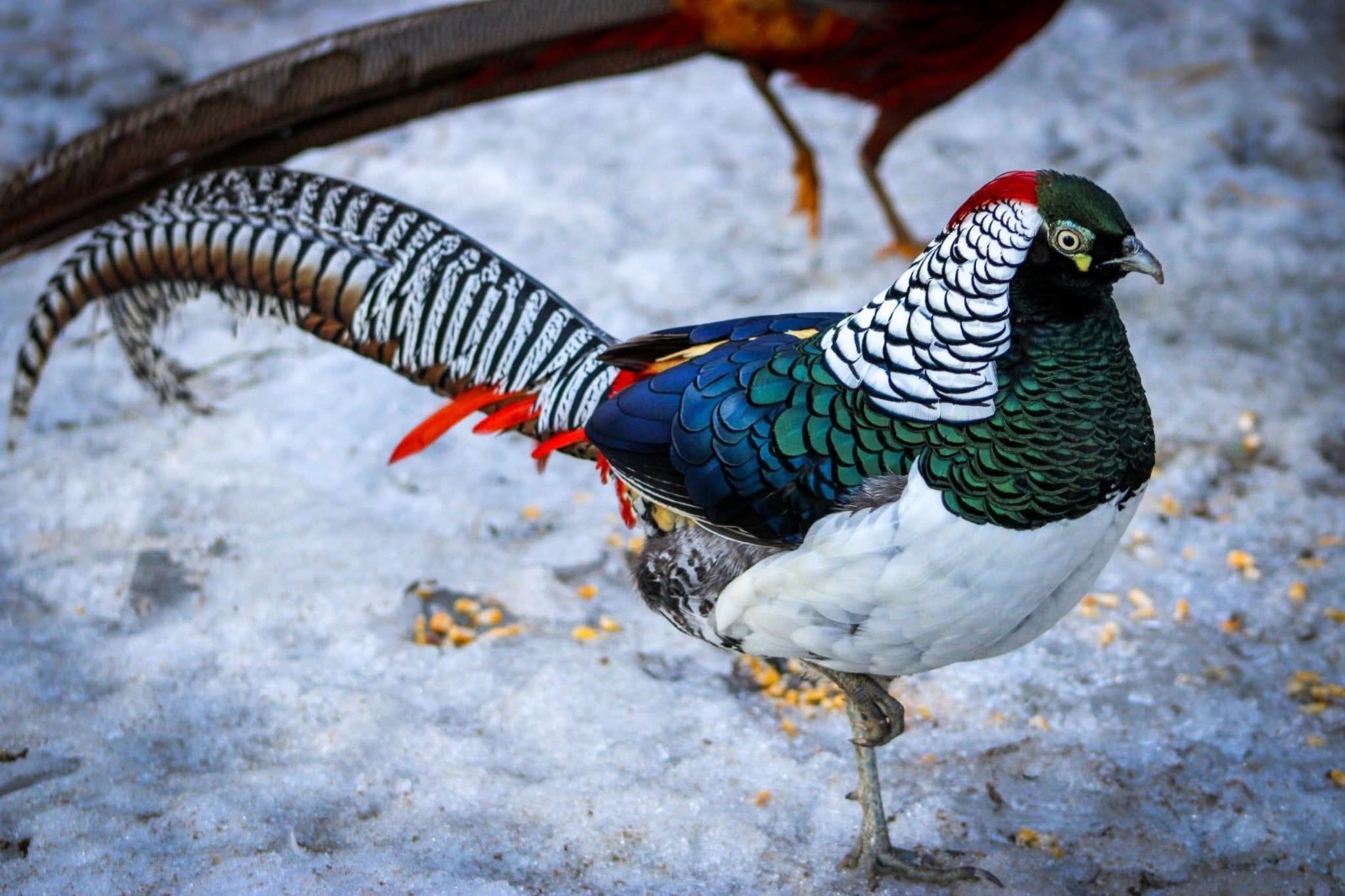 PRE-SALE 6+ Lady Amherst Hatching Eggs — Ships In April-May NPIP