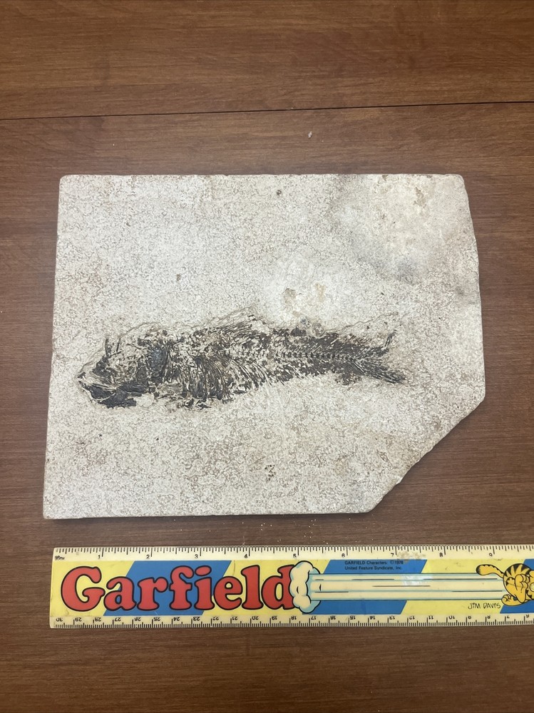 Fish Fossil Unknown Origin 9”x 7.25”