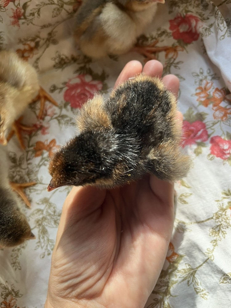 Swedish Flower Eggs 15+ Pack