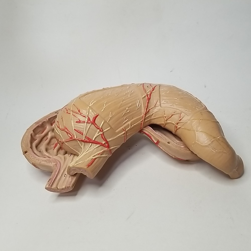 Scientific Human Stomach Model, 2 part