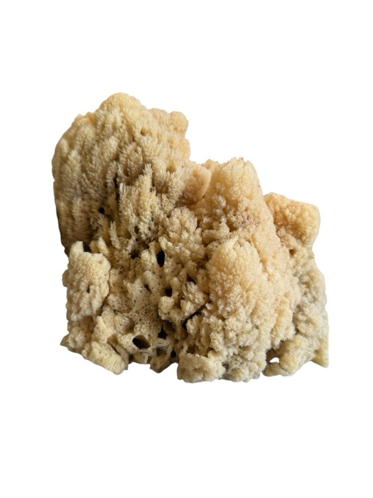 Sea Sponge From Florida Sponge Docks