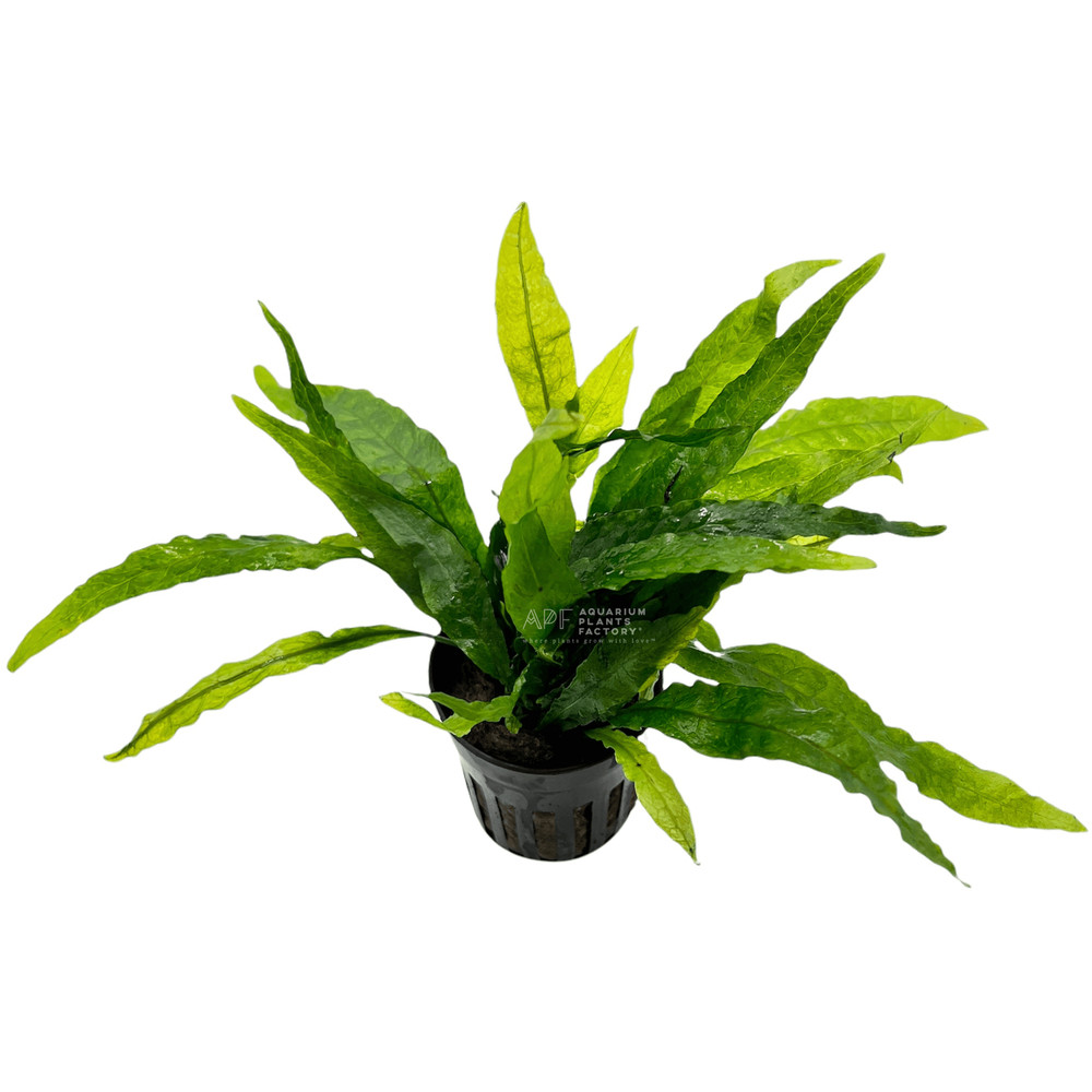 Java Fern Narrow Leaf | Aquarium Plants Factory®