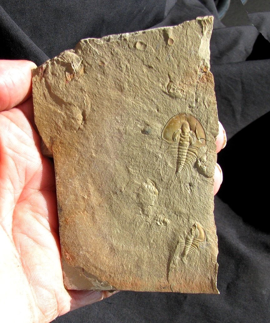 EXTINCTIONS- MULTIPLE LOWER CAMBRIAN OLENELLUS TRILOBITE PLATE-4 DIFFERENT TYPES