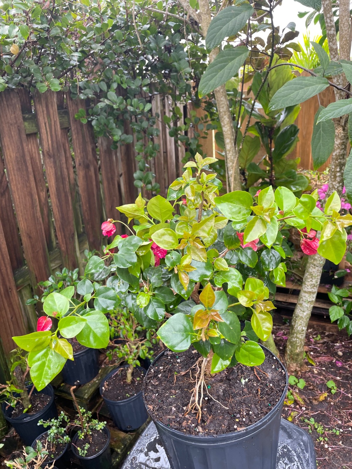Bonsai Style Pre-bonsai Fuchsia Bougainvillea Tree 6 years