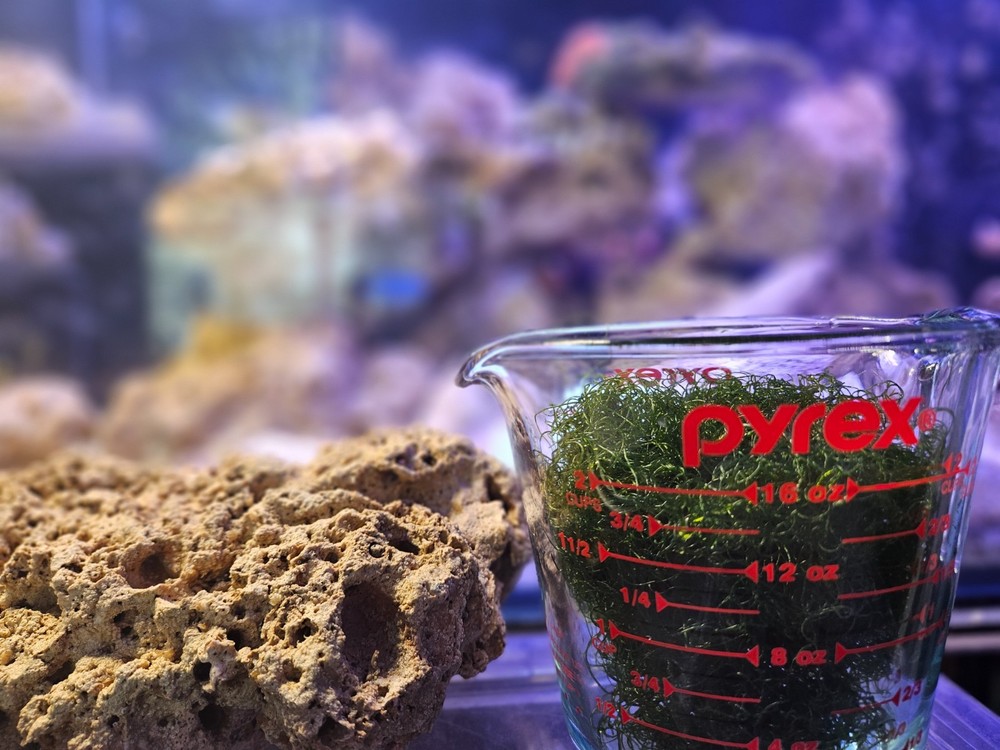 2 Cup Chaetomorpha Macro Algae Super Chaeto FEDEX 2 Days ! 1.25 oz