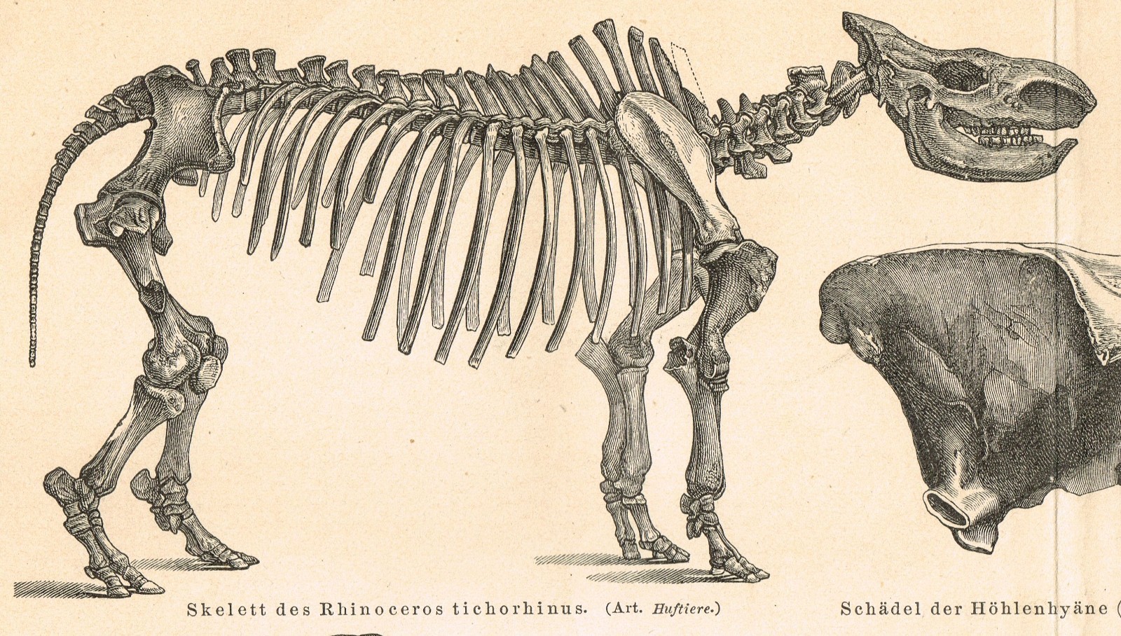 Paleontology Mammoth Bones $ Skull FOSSILS Antique Vintage Authentic Print 1892