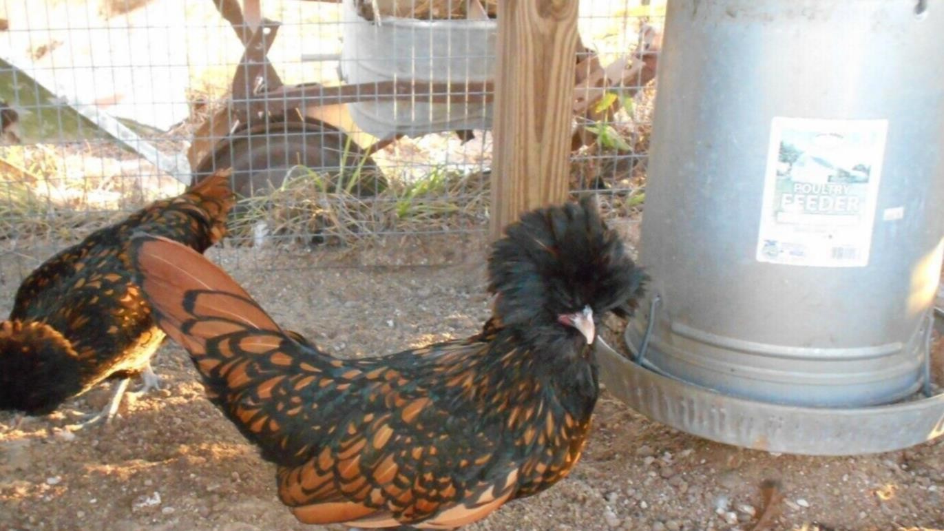 SILVER, BUFF, WHITE, GOLDEN POLISH BANTAM HATCHING EGGS SHIP 3/23 12+EGGS
