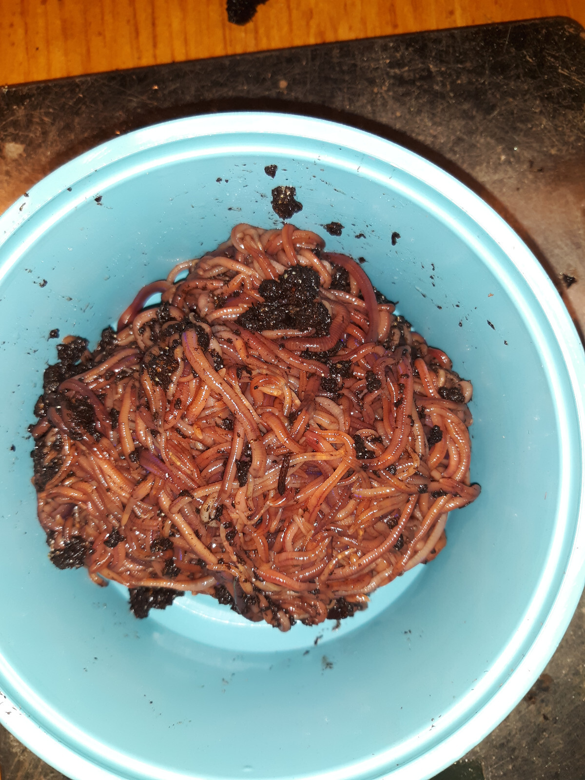 🐛Red Wiggler Compost Worms / Ready Now / Live / Free Shipping🐛