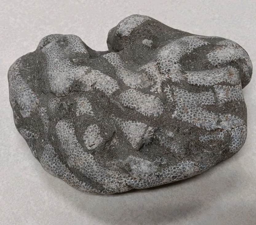 Michigan Cladopora 1 lb 9 oz Natural Display Specimen Ancient Devonian Fossil