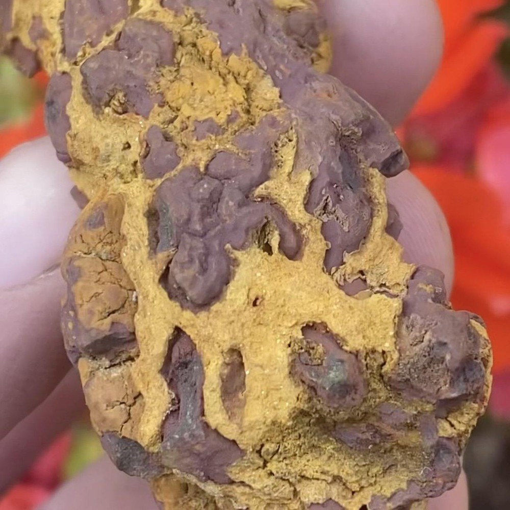 Copralite, Fossilized Turtle Poop (#2)